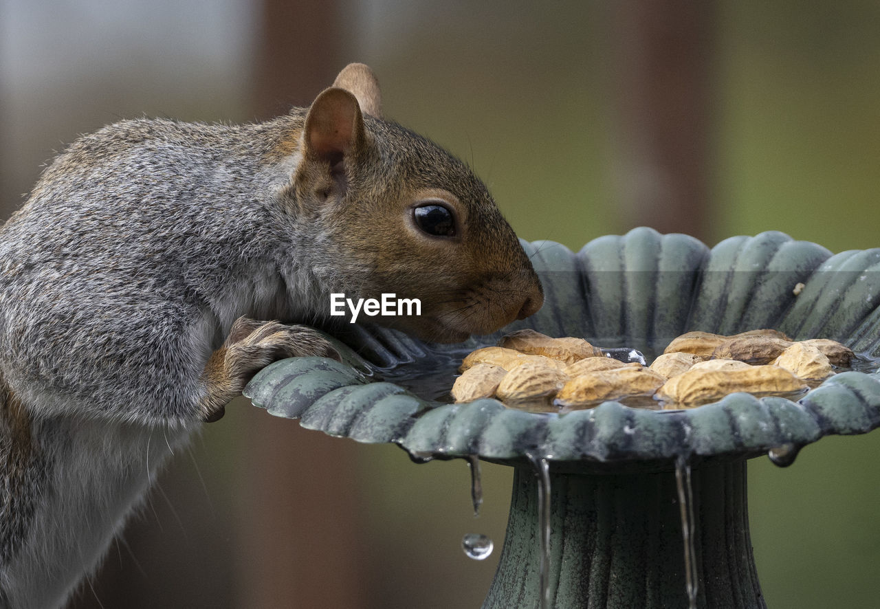 SIDE VIEW OF SQUIRREL EATING FOOD