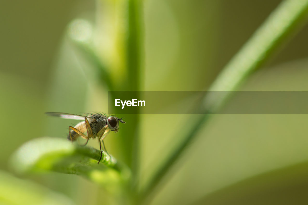 Close-up of fly on leaf