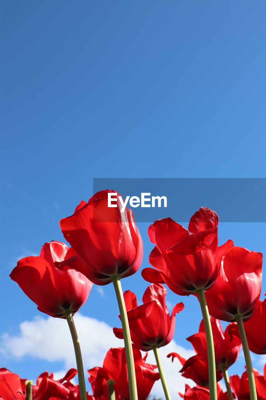 Close-up of red tulips against blue sky