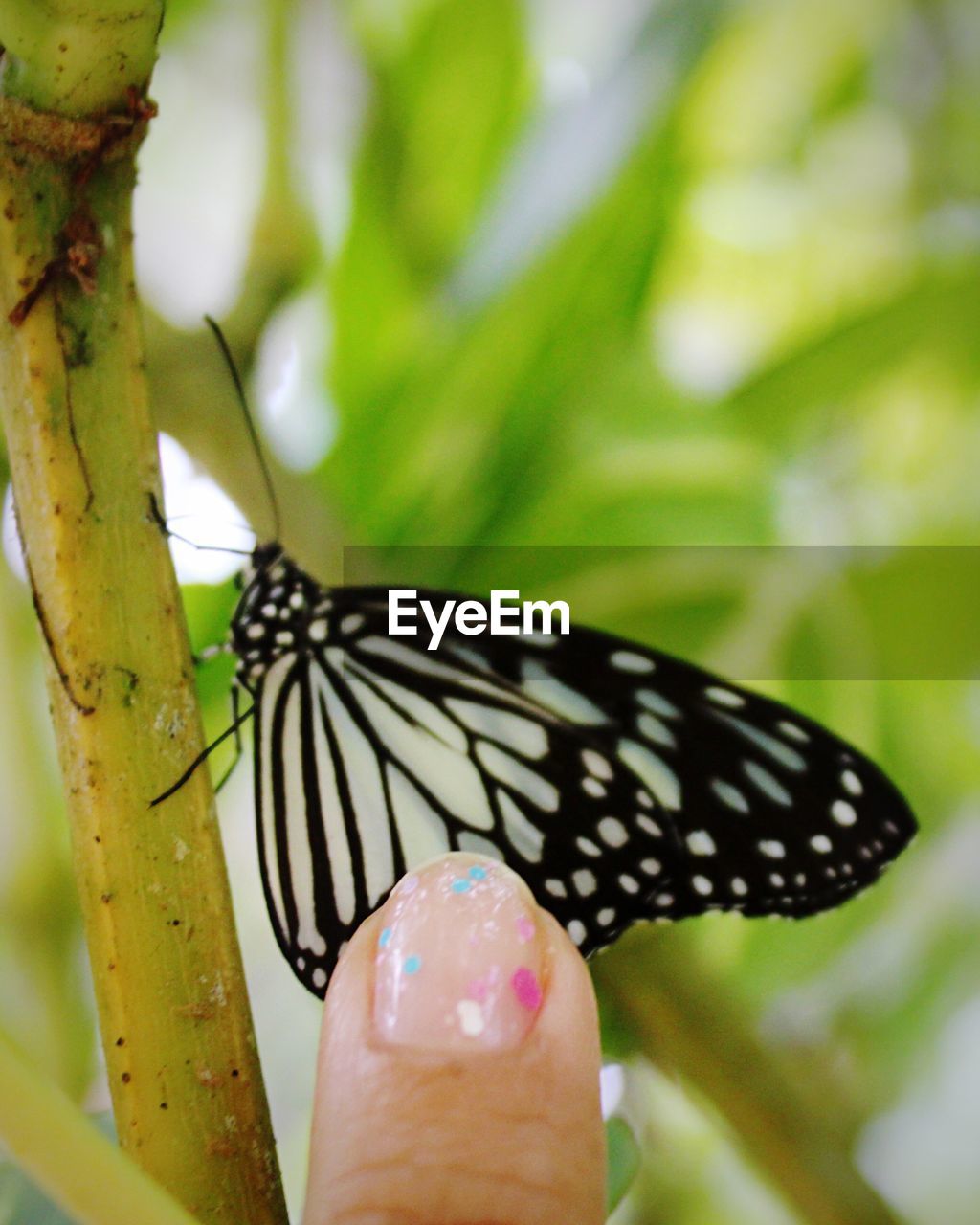 CLOSE-UP OF BUTTERFLY ON LEAF