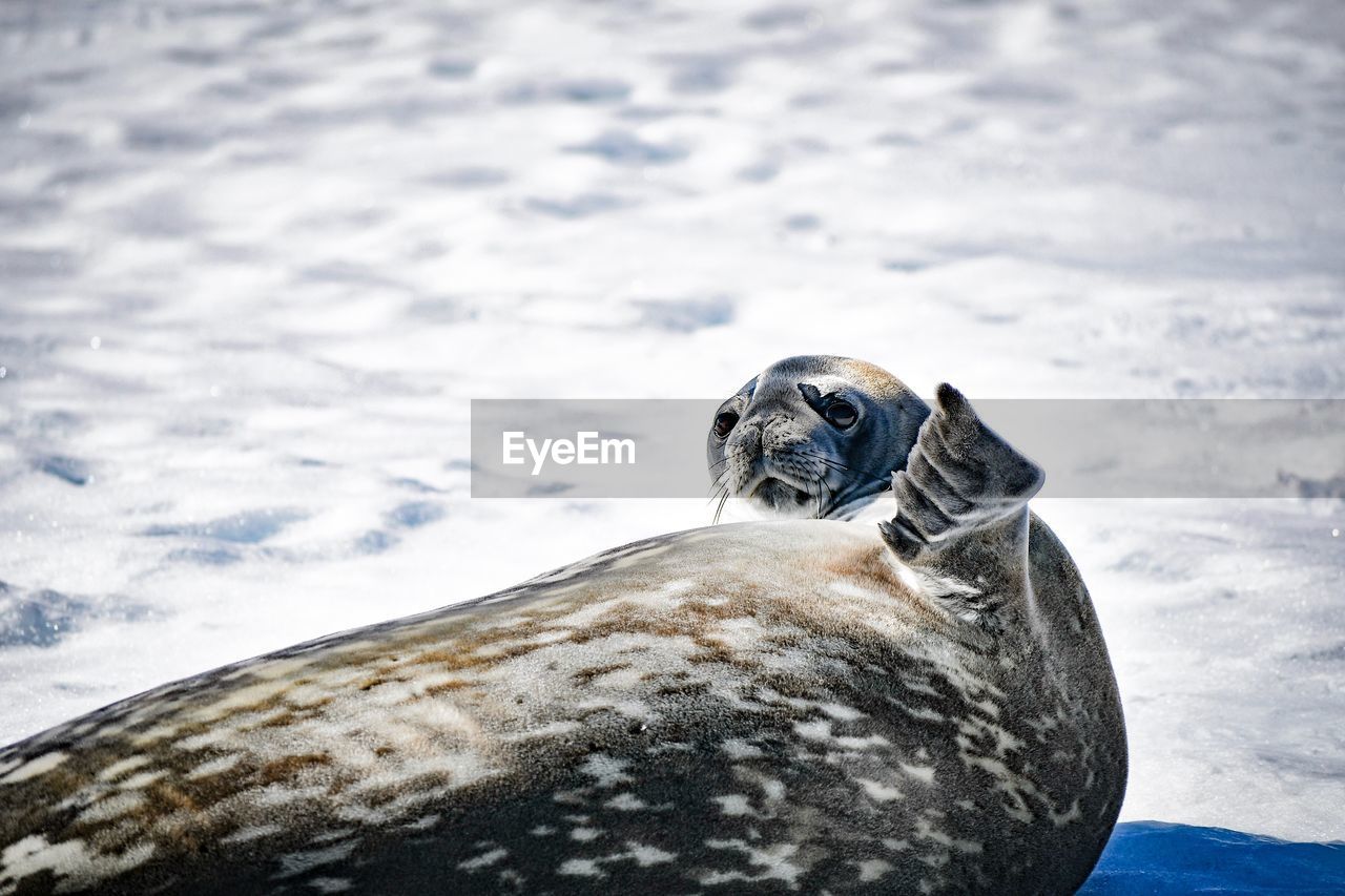 SEA LION ON ROCK