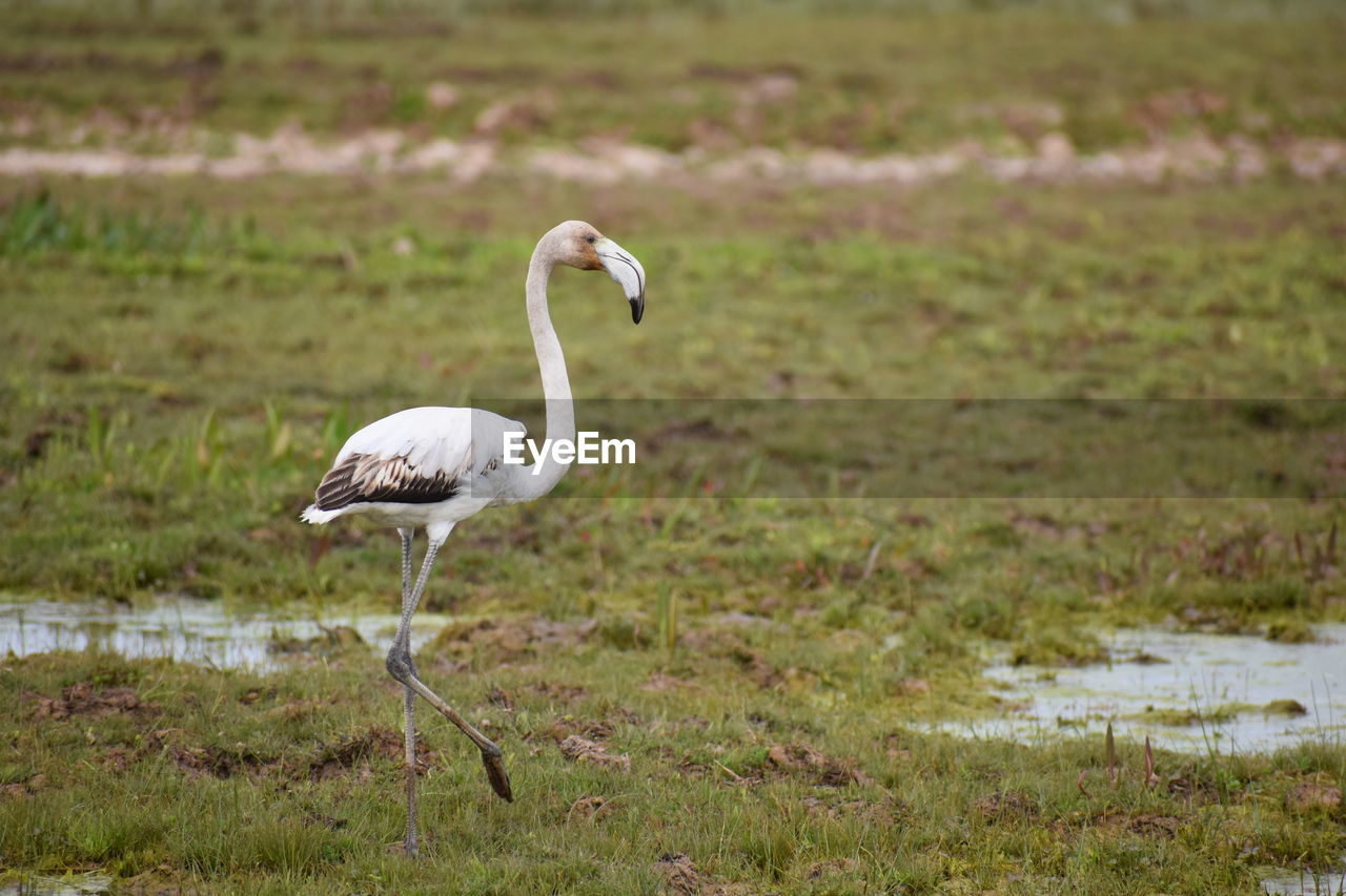White flamingo walking in a field