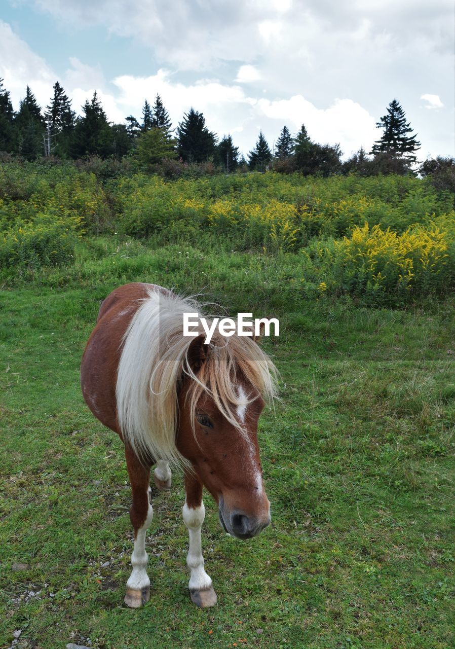 Pony at grayson highlands