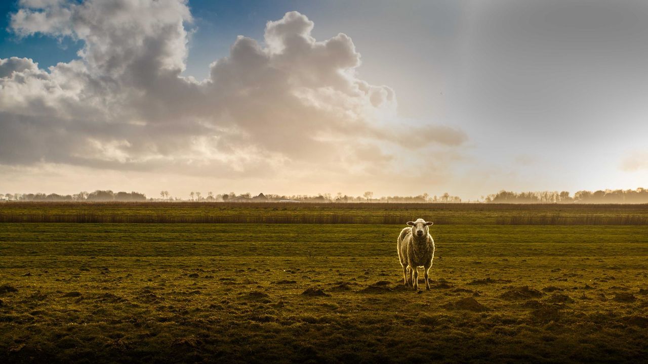 Sheep on grass against sky