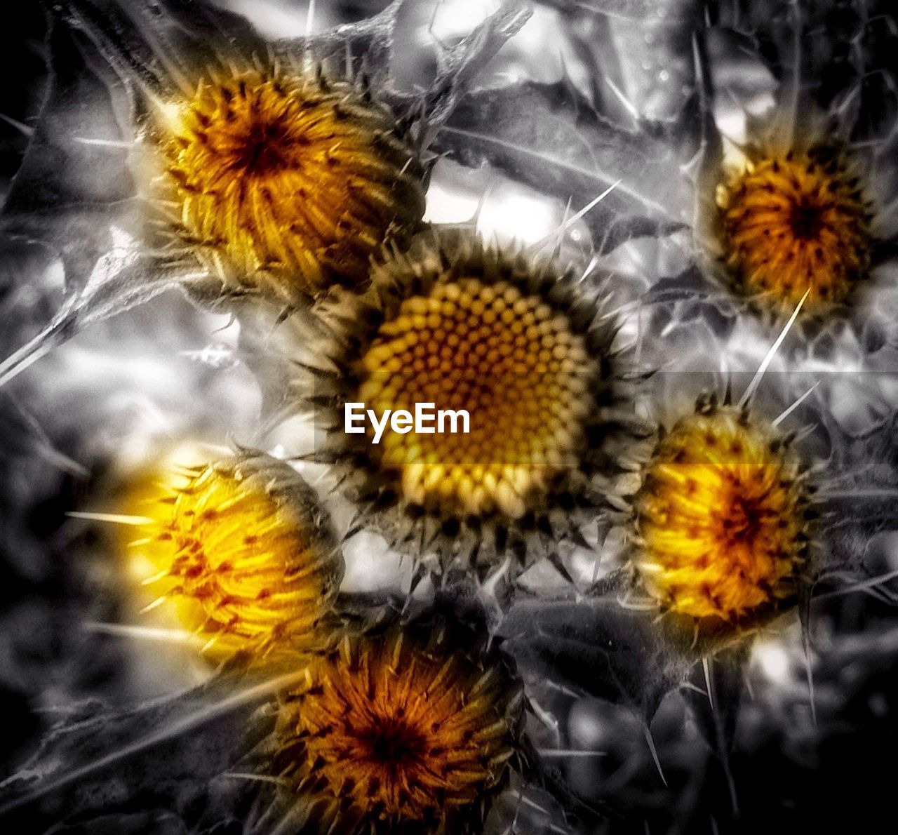 CLOSE-UP OF YELLOW FLOWERS GROWING OUTDOORS