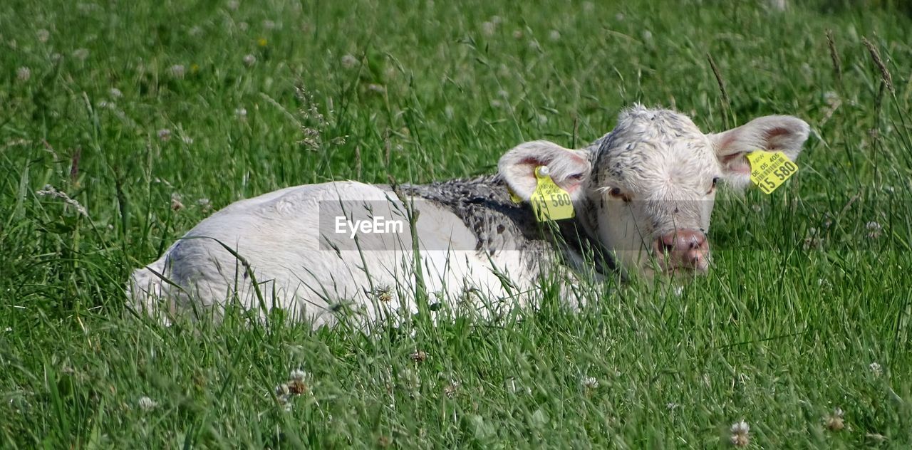 Young cow in a field