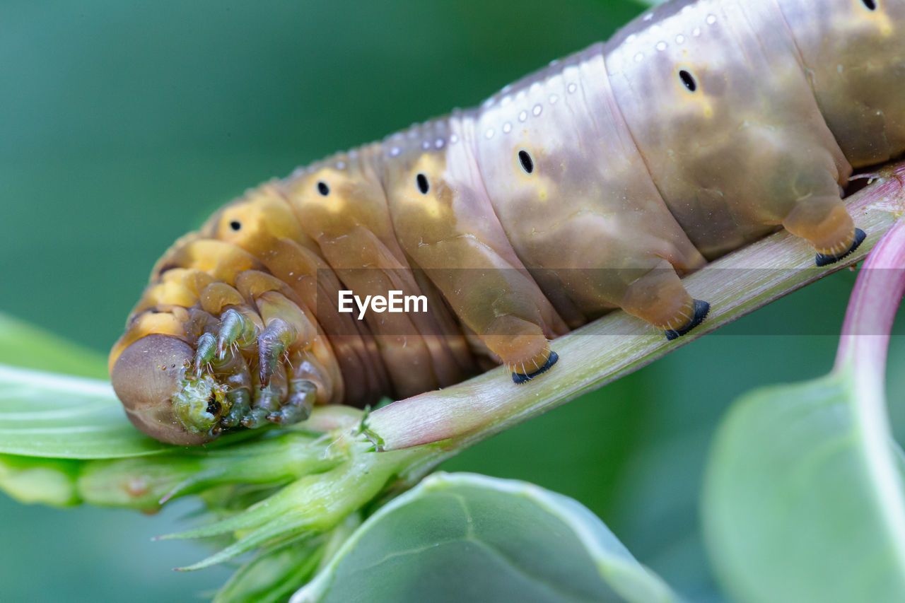 CLOSE-UP OF INSECT IN A GREEN