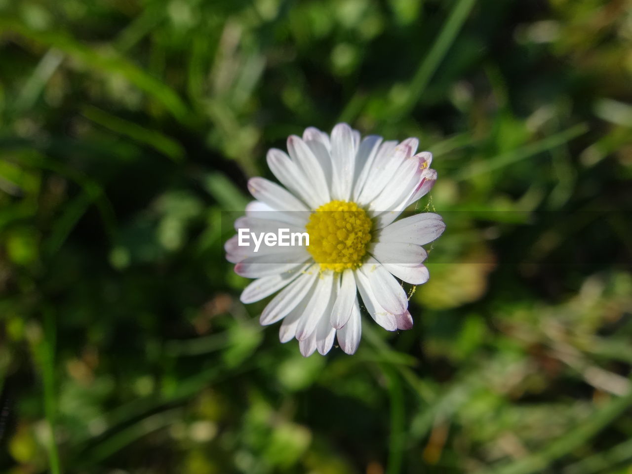 CLOSE-UP OF WHITE FLOWER