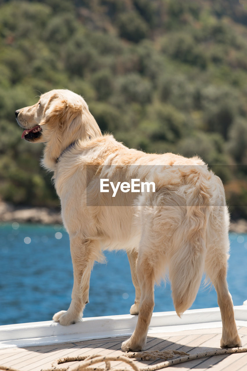 Labrador retriever standing on pier by river