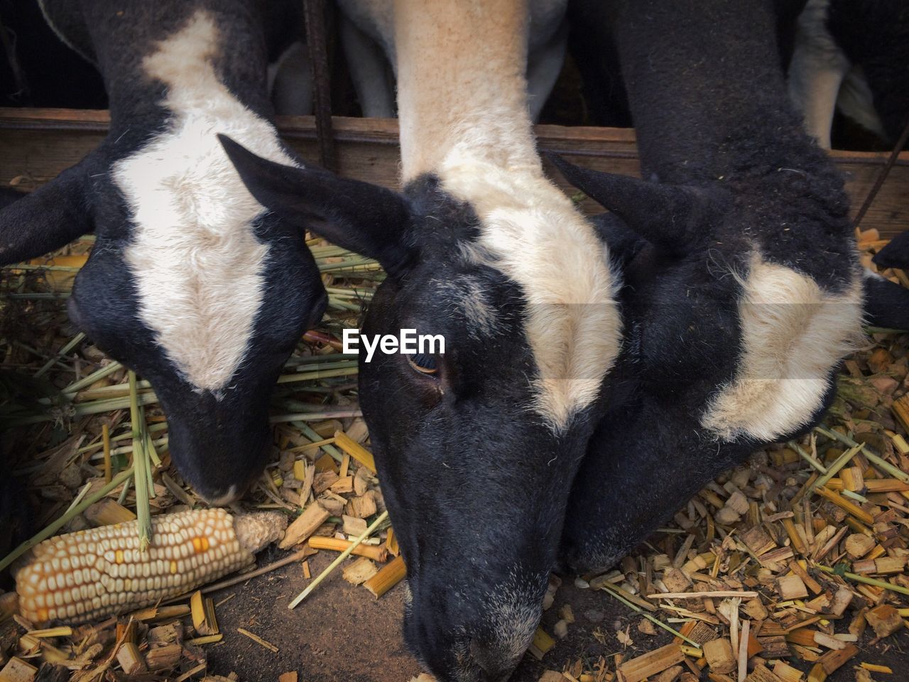 High angle view of goats feeding food