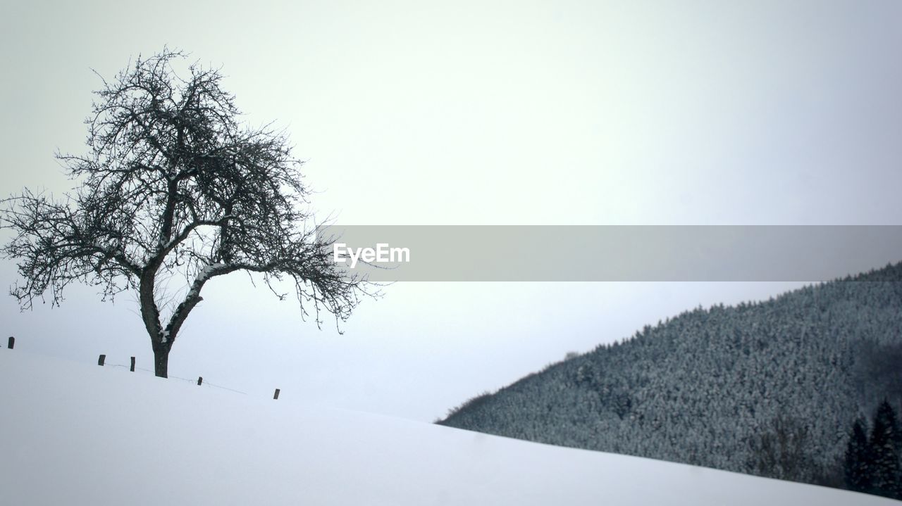 Trees on snowy landscape against clear sky during winter