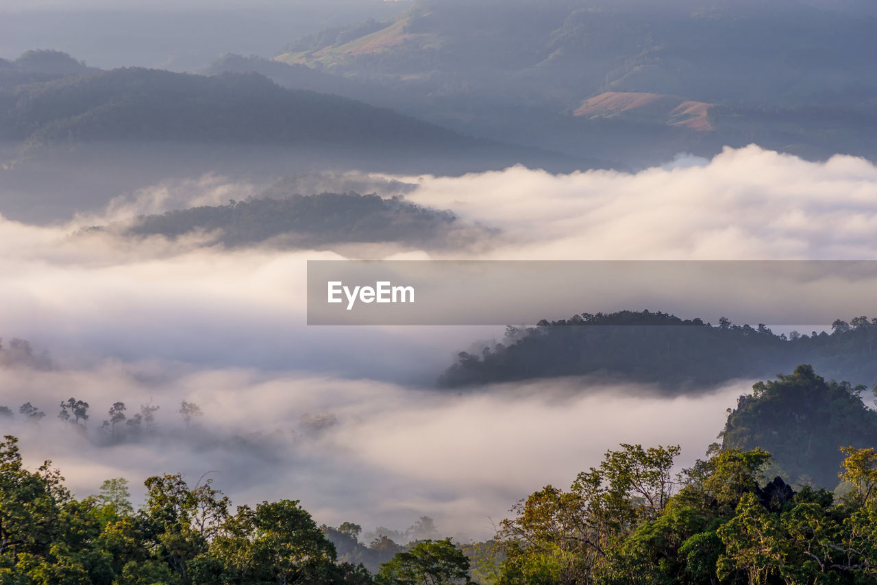 SCENIC VIEW OF TREES IN FOREST AGAINST SKY