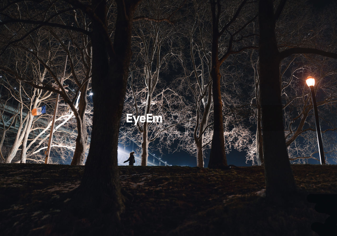 Silhouette of bare trees in the dark