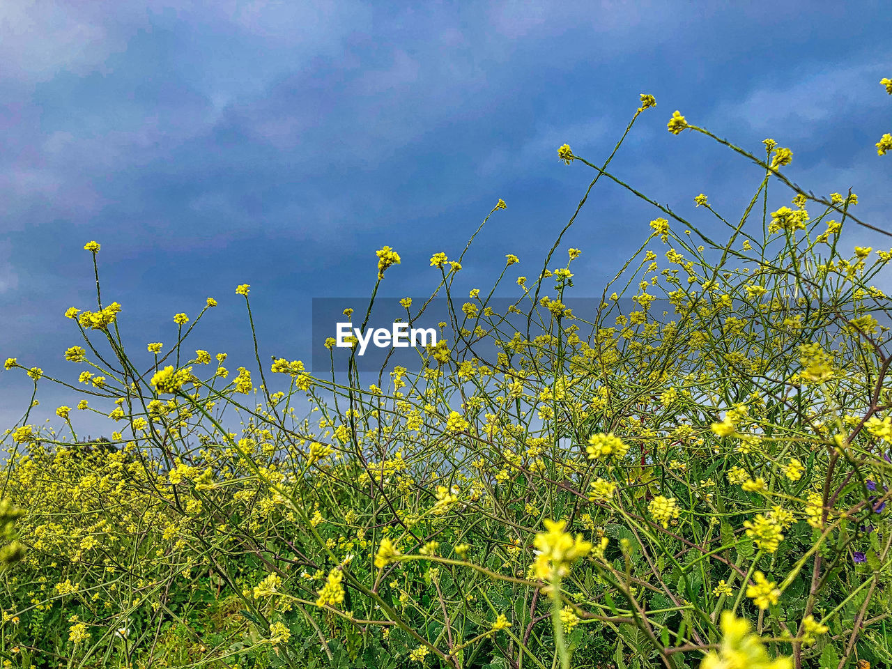 Yellow flowering plants on field against sky