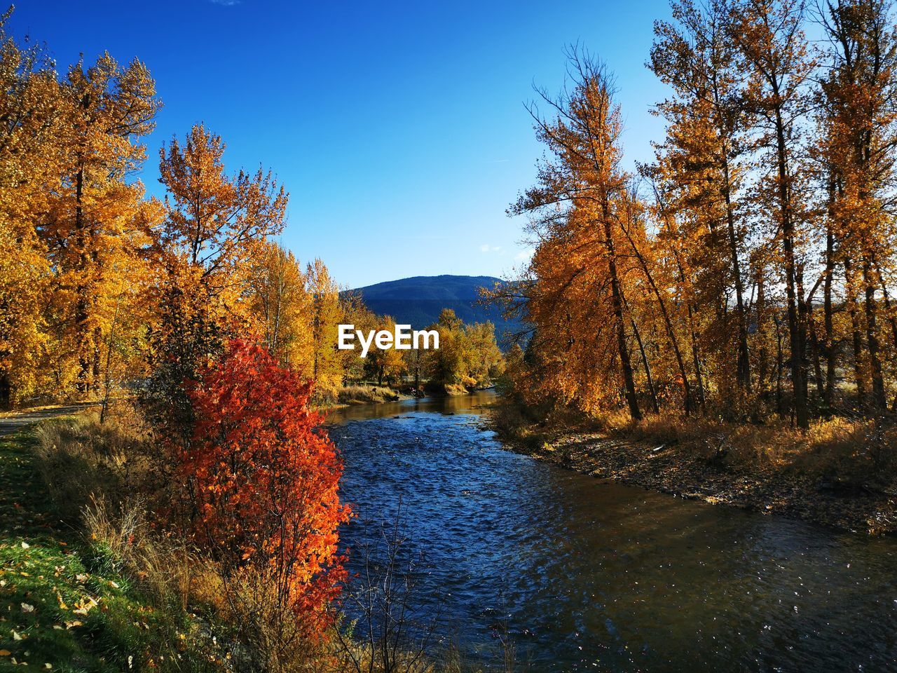 Scenic view of riverside amidst trees during autumn