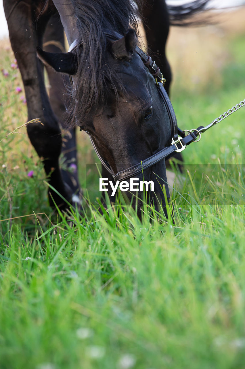 close-up of a horse on grassy field