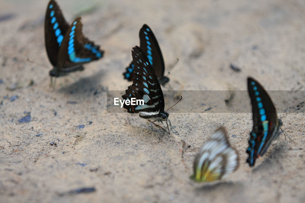 BUTTERFLY ON SAND