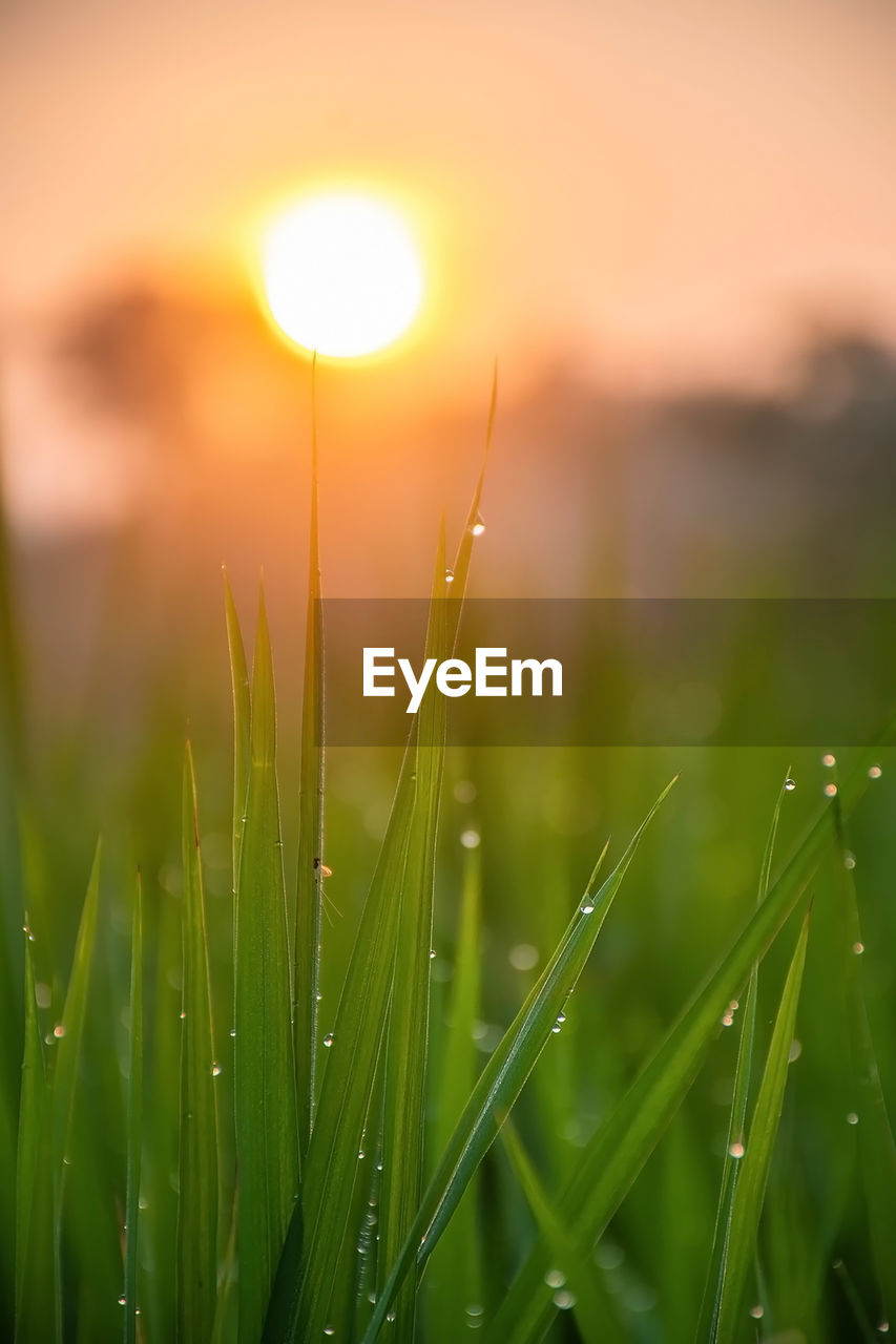 Close-up of dew drops on grass during sunset