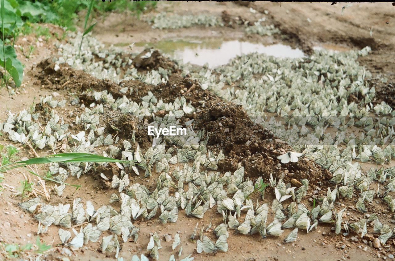 High angle view of butterflies on sand