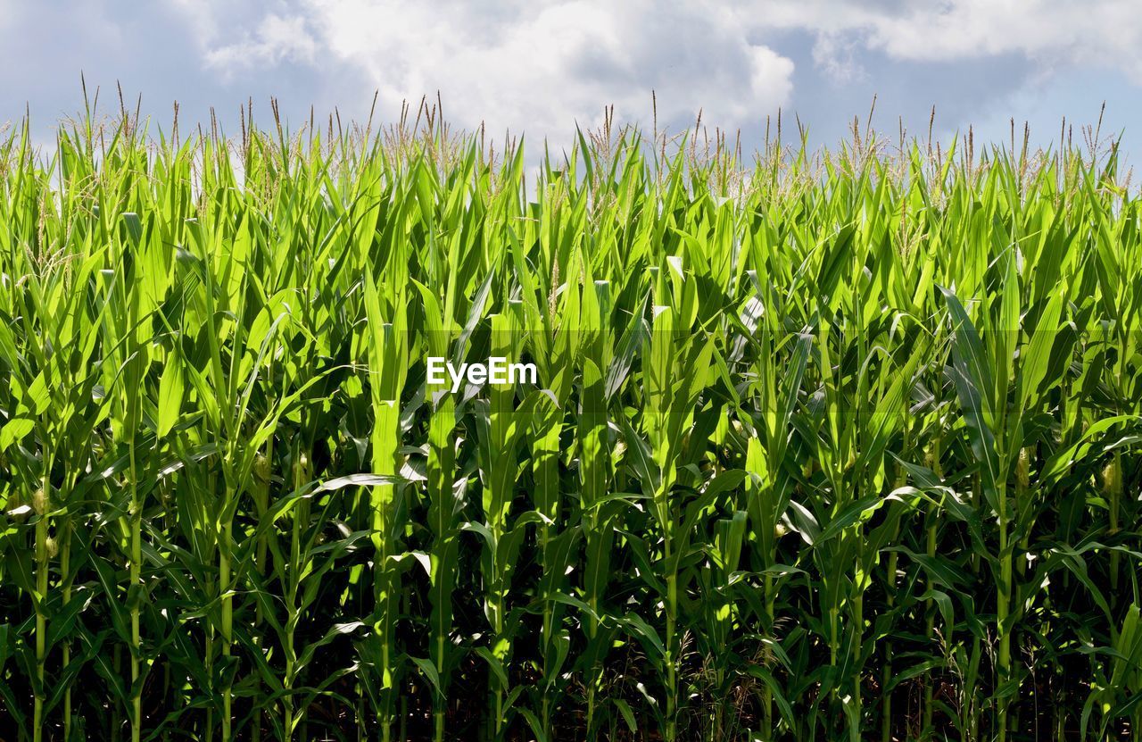 CLOSE-UP OF CORN FIELD