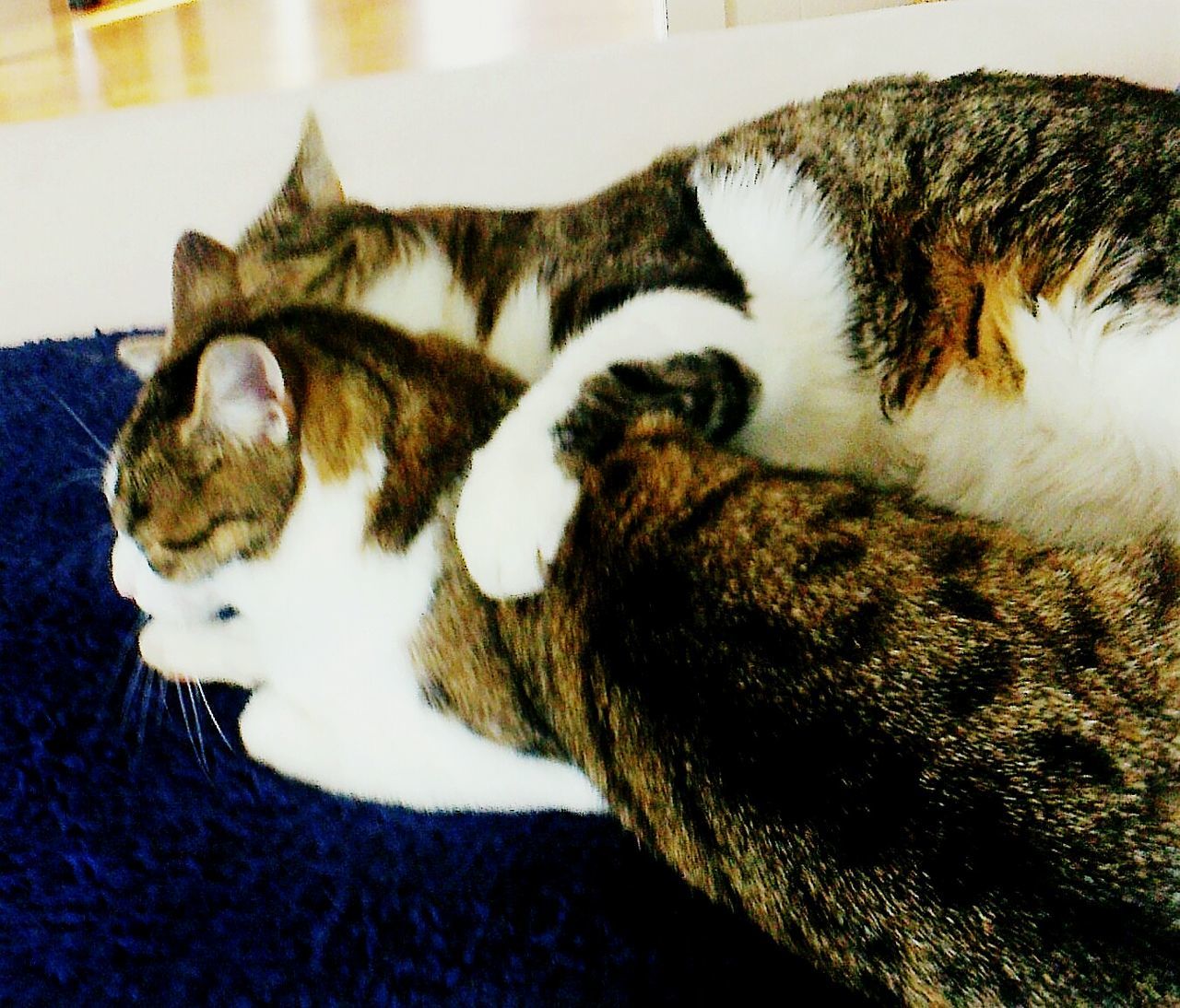 CLOSE-UP OF TABBY SLEEPING CAT AT HOME