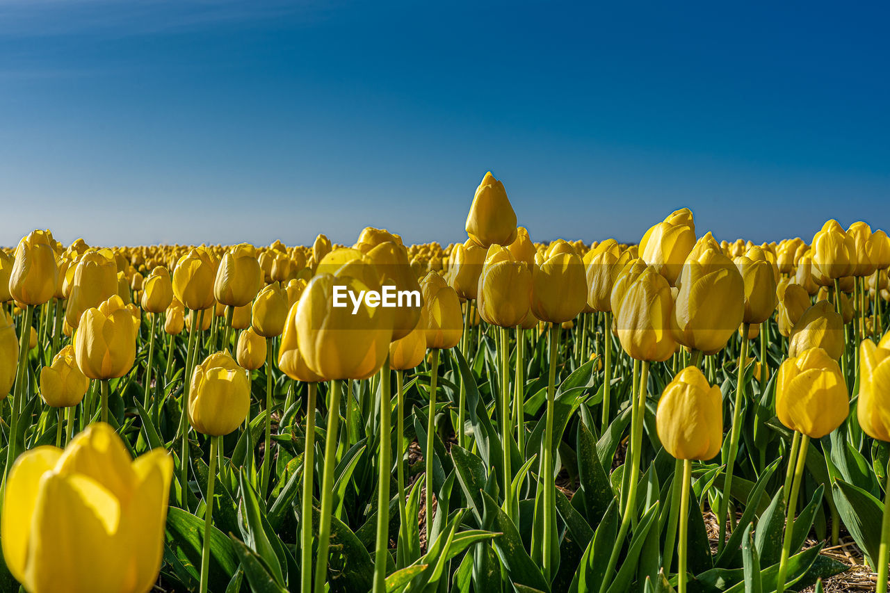 Close-up of yellow flowering plants on field against sky