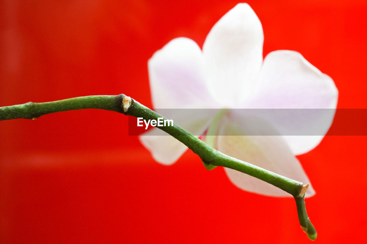 Close-up of red flower