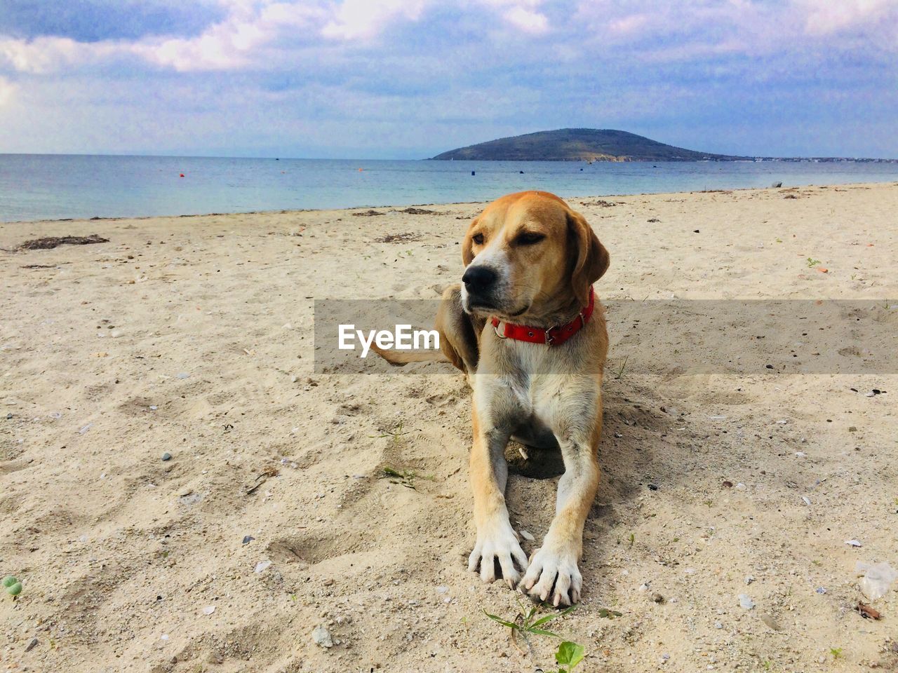 DOG STANDING ON BEACH