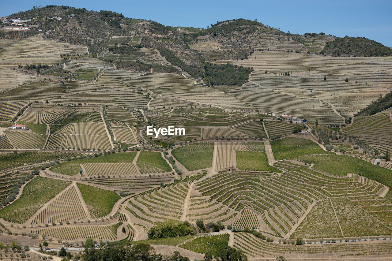 HIGH ANGLE VIEW OF RICE PADDY