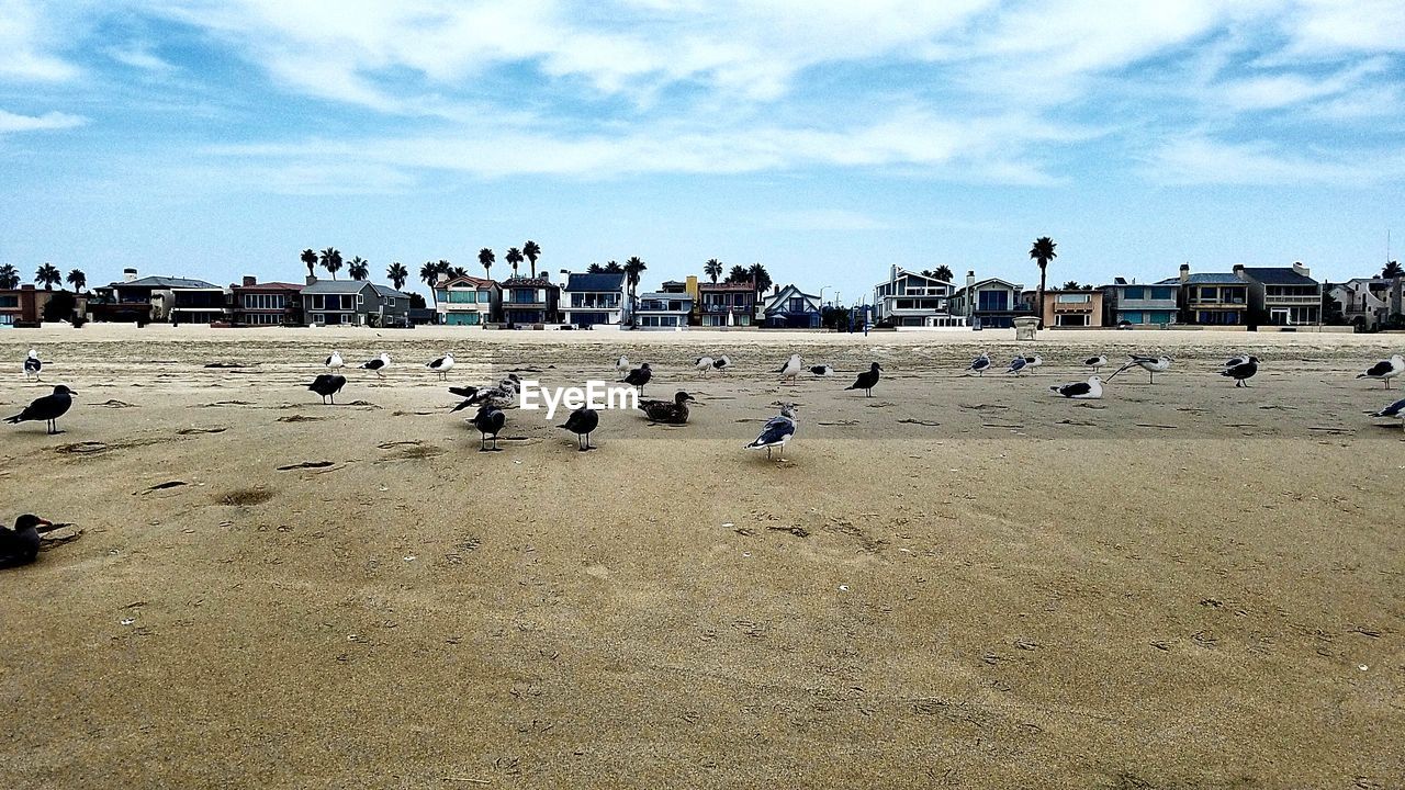 FLOCK OF BIRDS AT BEACH AGAINST SKY