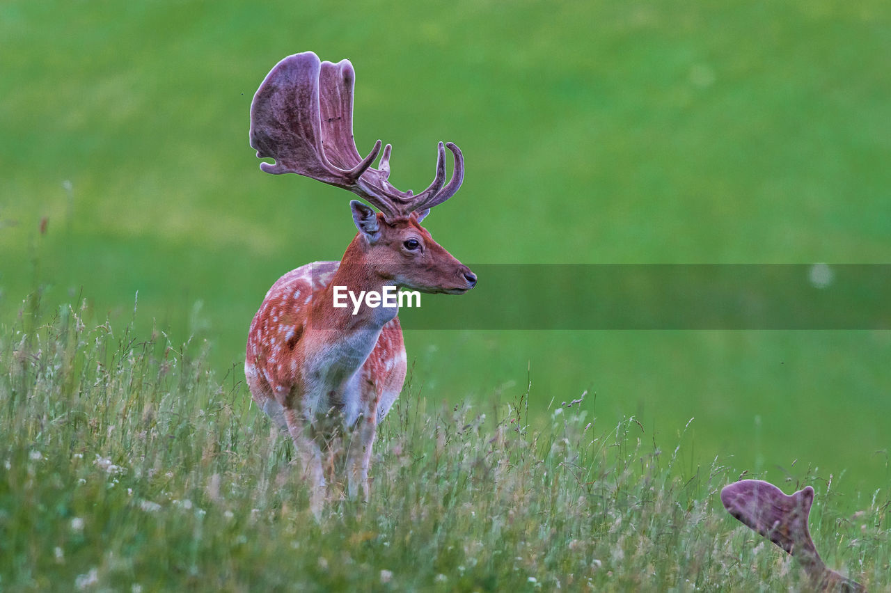 CLOSE-UP OF DEER ON FIELD