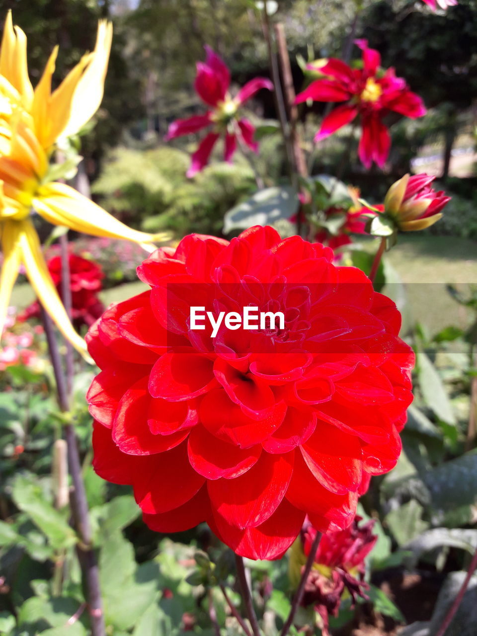 CLOSE-UP OF RED FLOWER