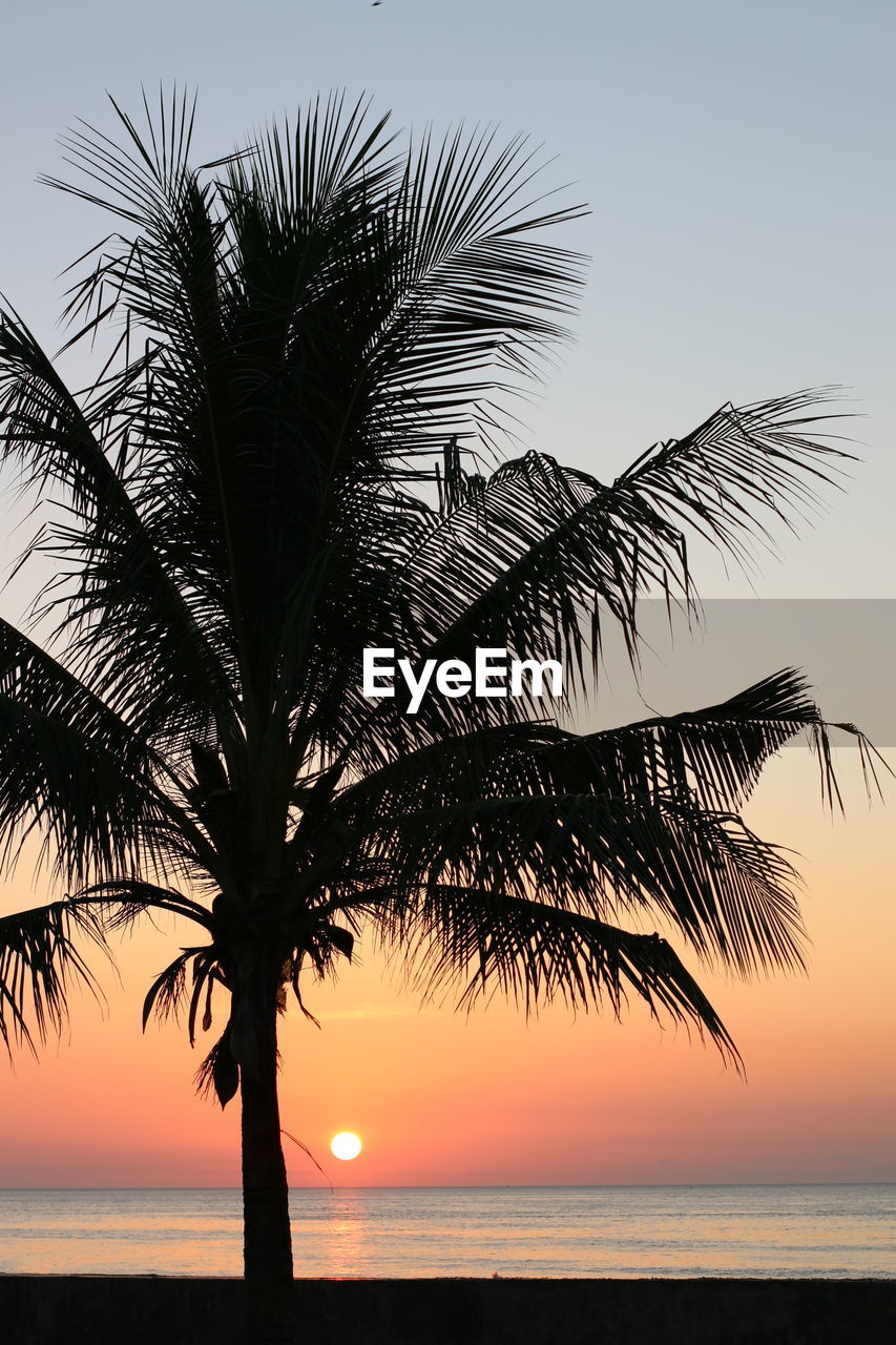 SILHOUETTE PALM TREE AGAINST SEA AT SUNSET