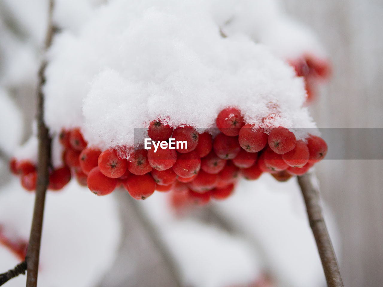 Winter ashberry under the snow close up. groups of bright red berries, mountain ash.  close up