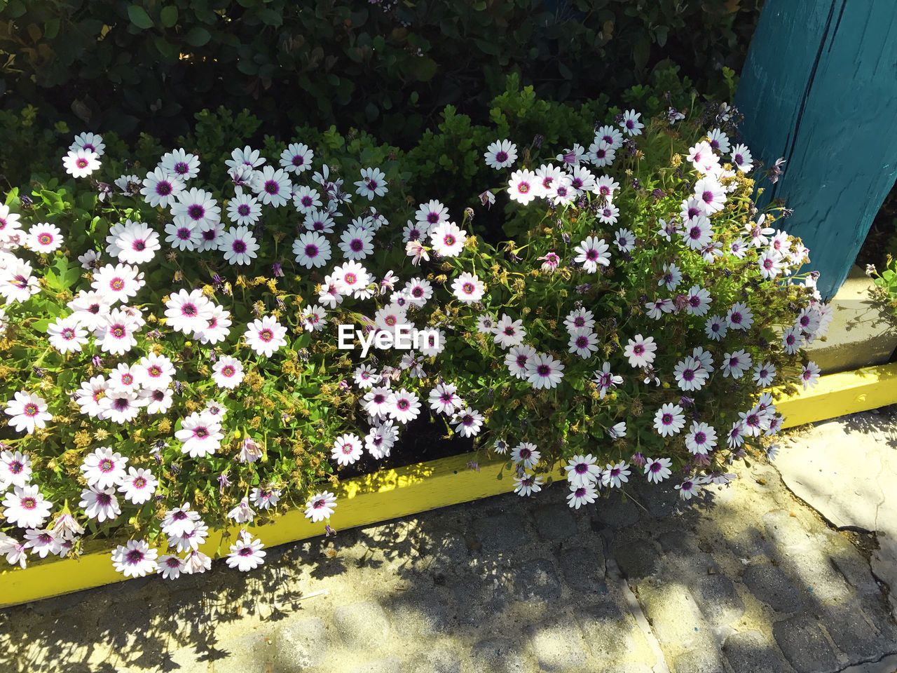 HIGH ANGLE VIEW OF BLUE FLOWERING PLANTS