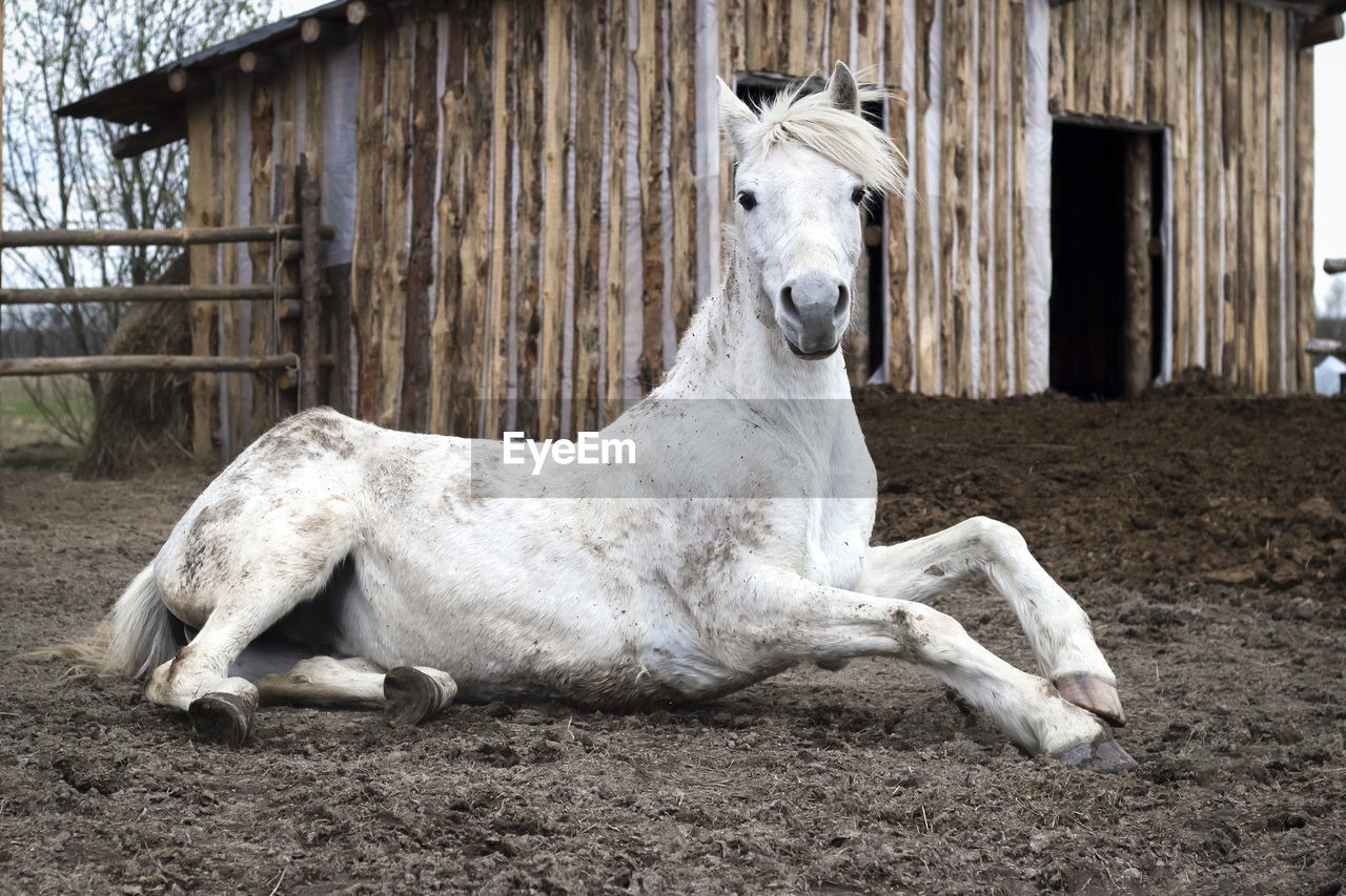 The white horse lies gracefully on the ground in the paddock.