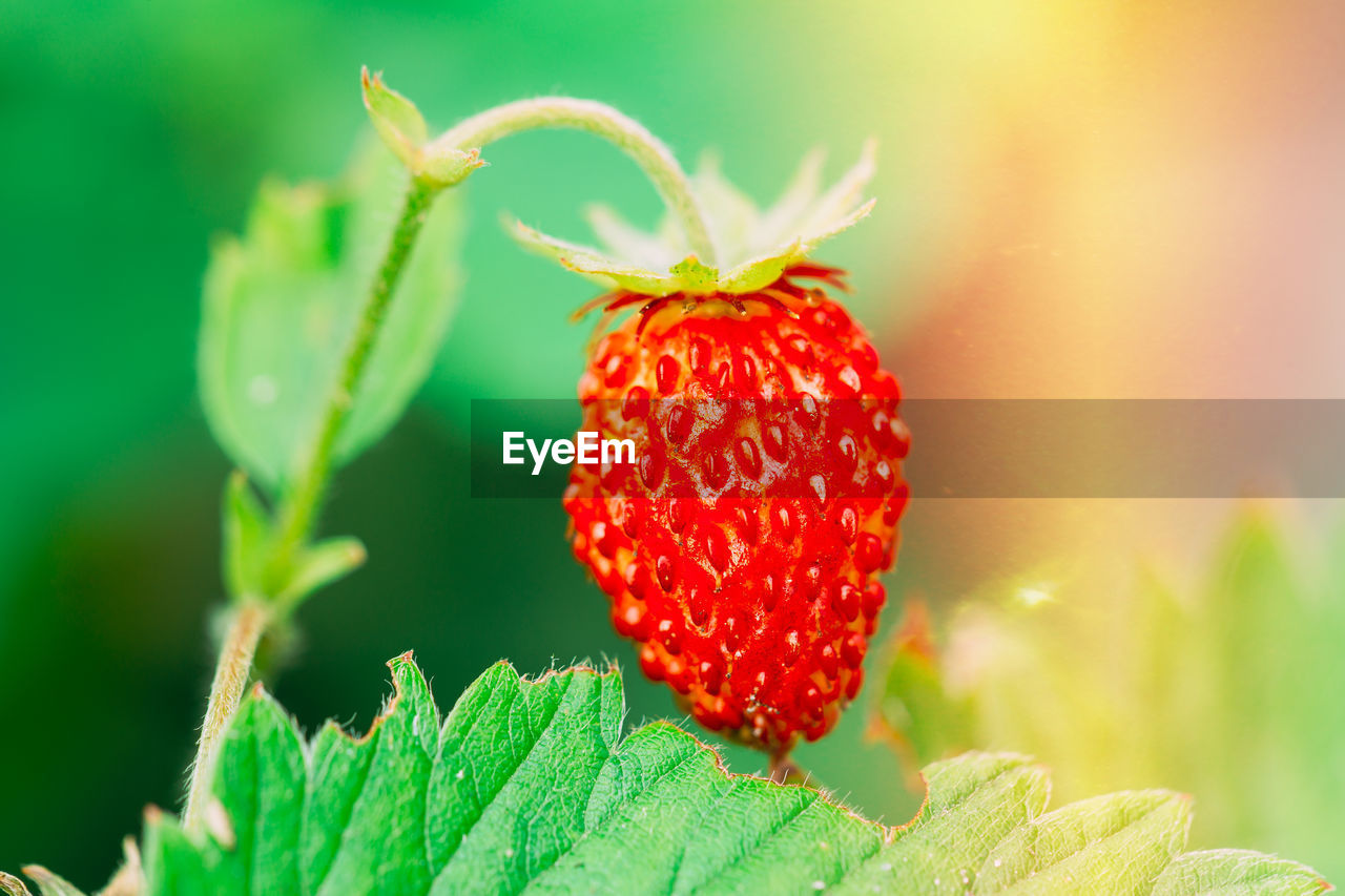 close-up of strawberry on plant