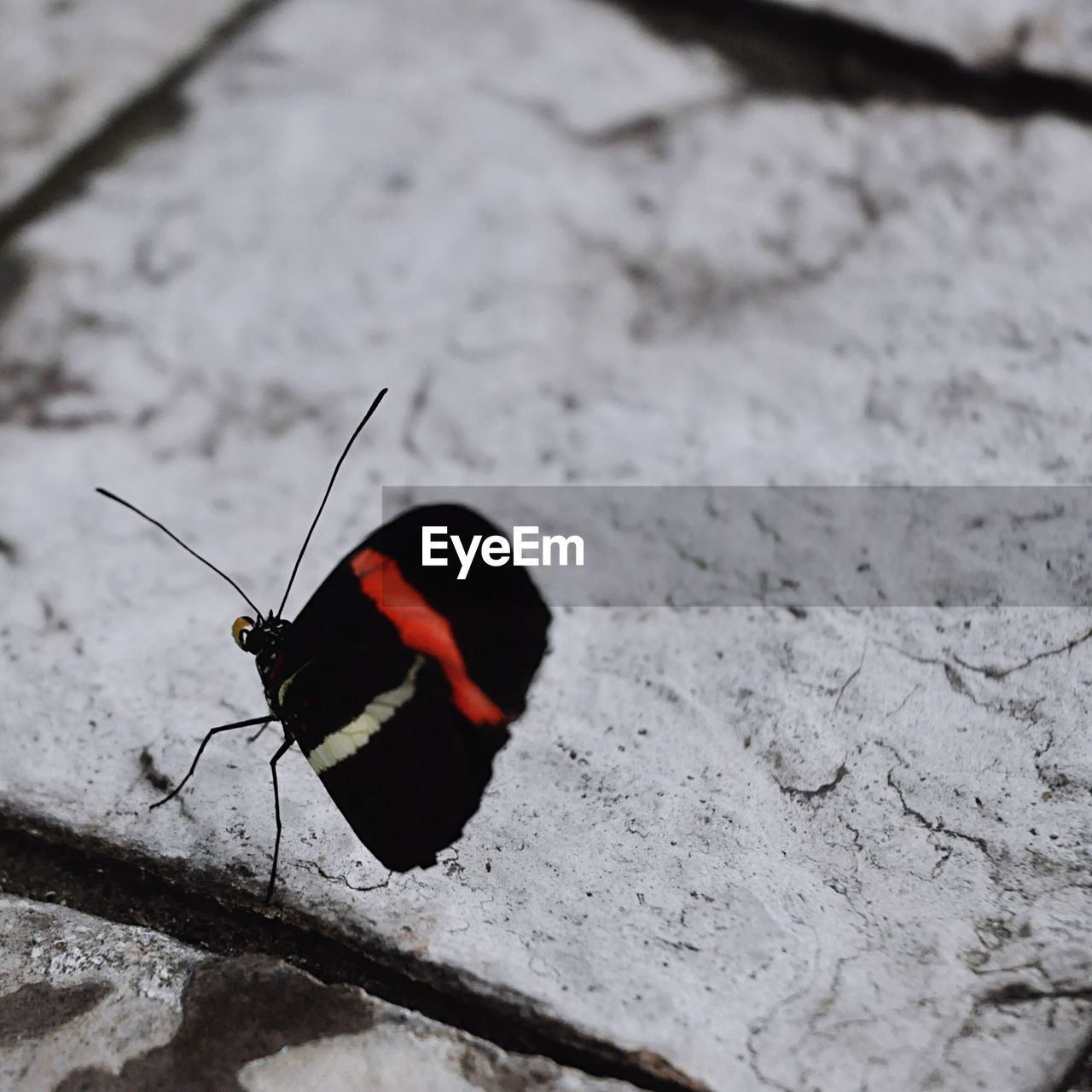 CLOSE-UP OF INSECT ON RED SURFACE