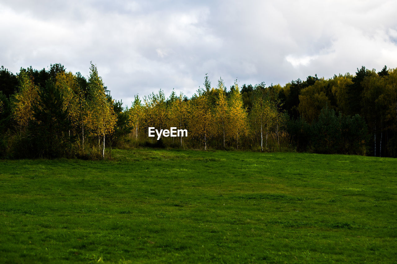 TREES ON GRASSY FIELD AGAINST SKY