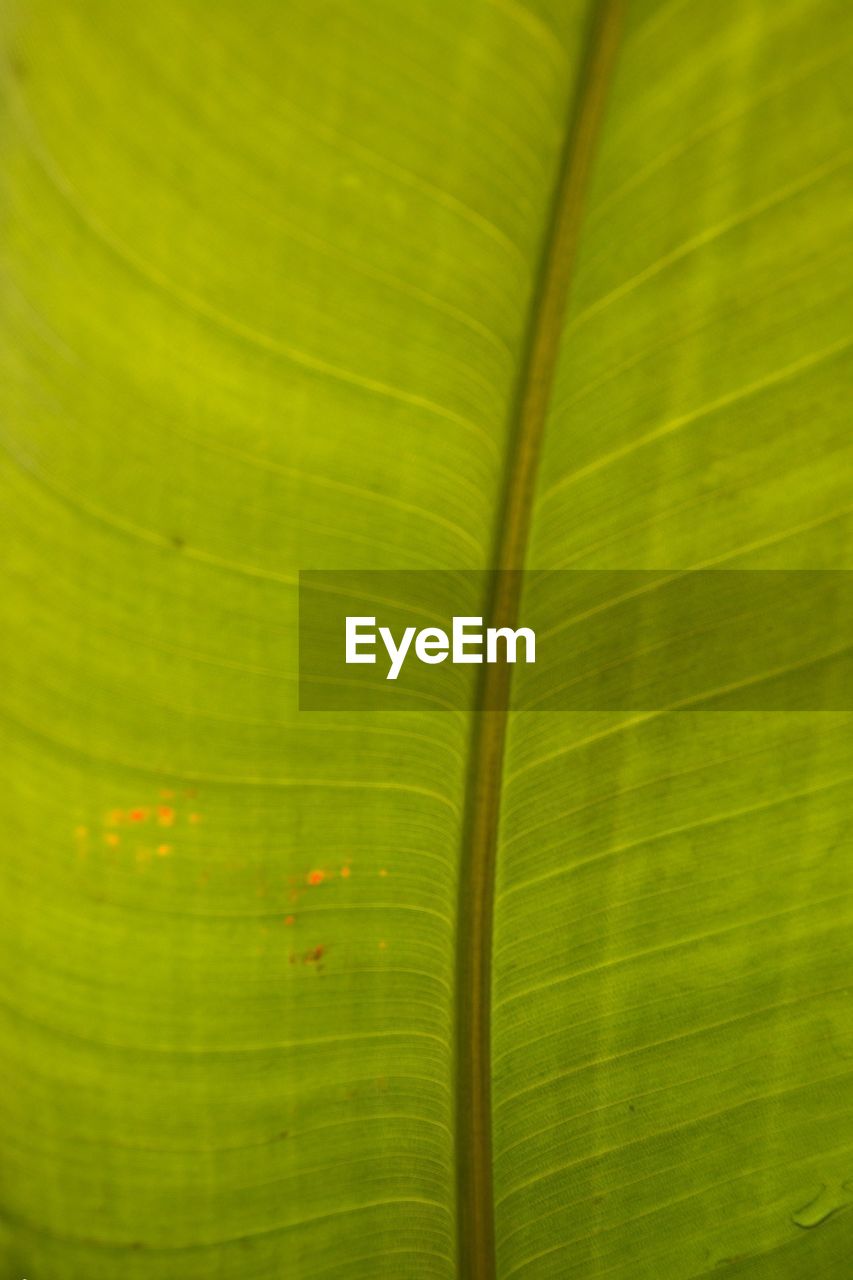 FULL FRAME SHOT OF LEAF ON GREEN LEAVES