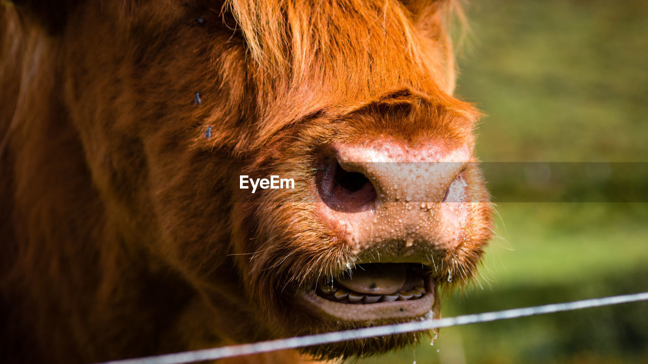 Cropped image of highland cattle