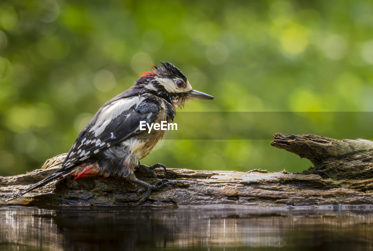 Close-up of bird perching on water