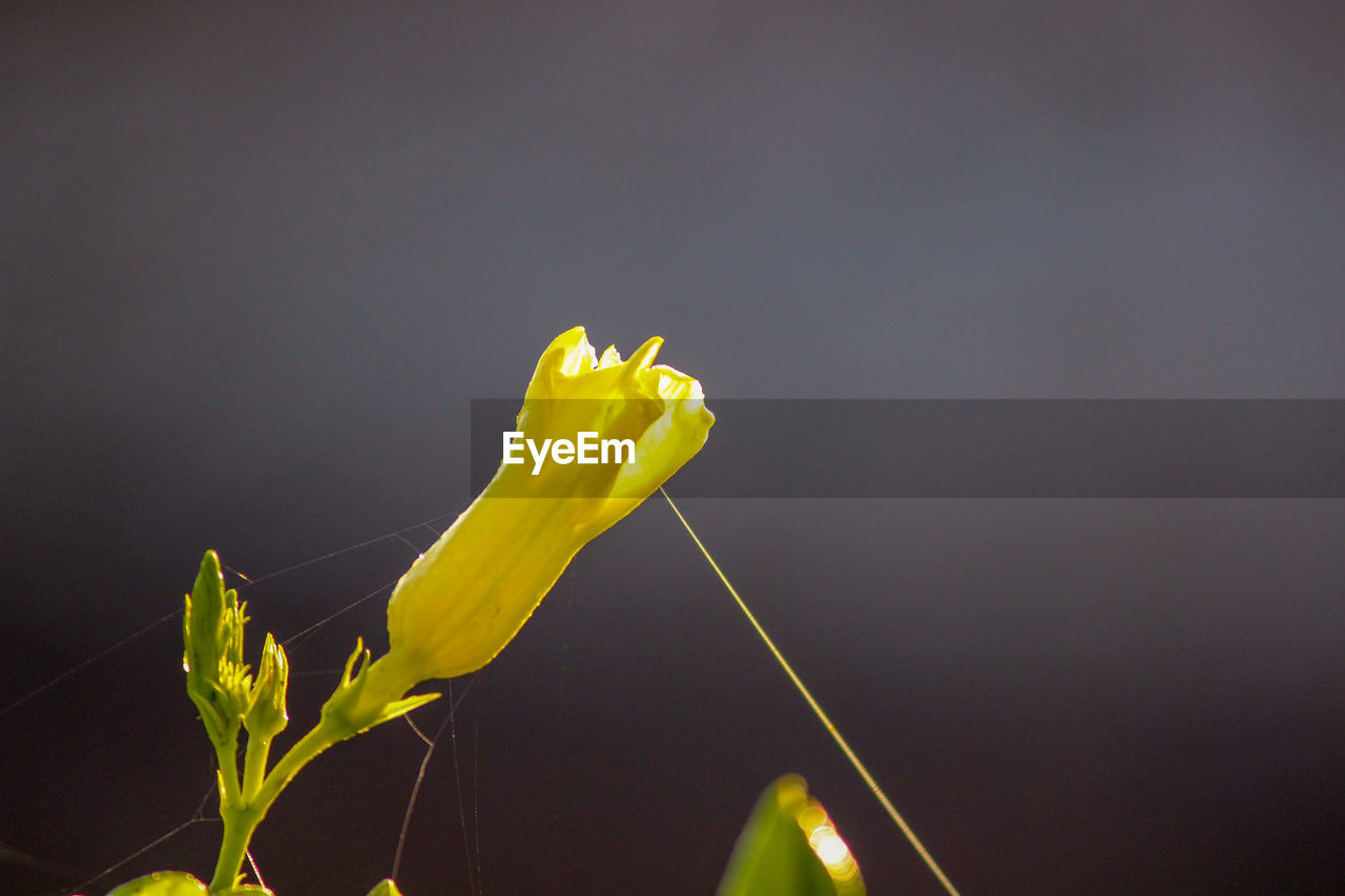 Close-up of yellow flowering plant