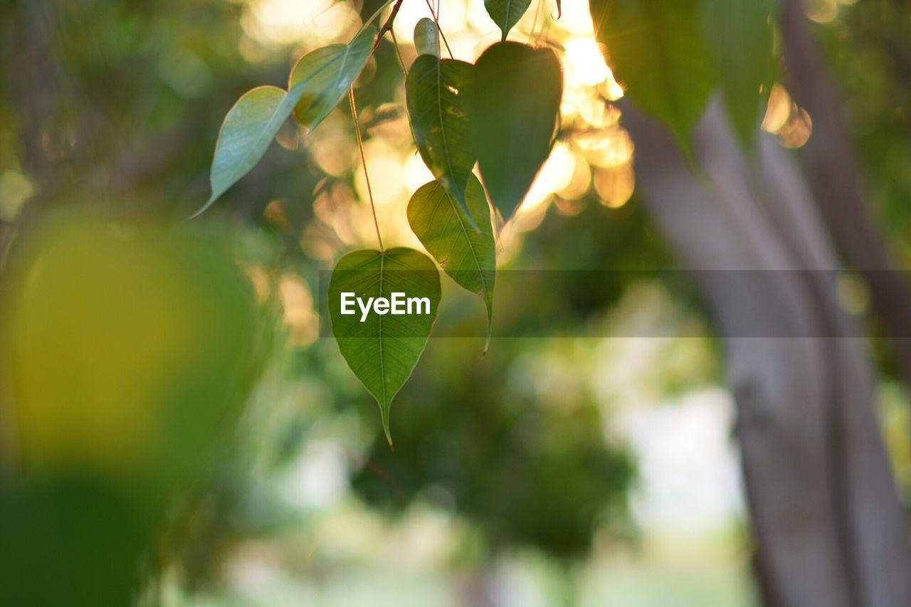 Close-up of leaves