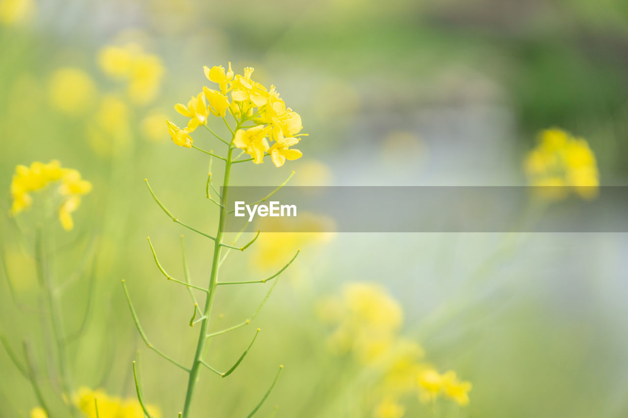 yellow, plant, flower, flowering plant, beauty in nature, freshness, nature, growth, rapeseed, meadow, sunlight, springtime, fragility, close-up, field, green, selective focus, no people, focus on foreground, landscape, blossom, environment, vibrant color, land, summer, outdoors, rural scene, canola, macro photography, day, flower head, tranquility, plain, wildflower, mustard, agriculture, oilseed rape, prairie, produce, grass, inflorescence, tranquil scene, multi colored, petal, brassica rapa