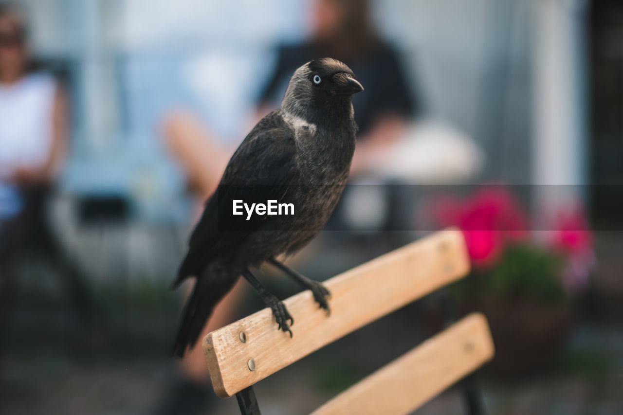 Bird in the old city of porvoo, finland