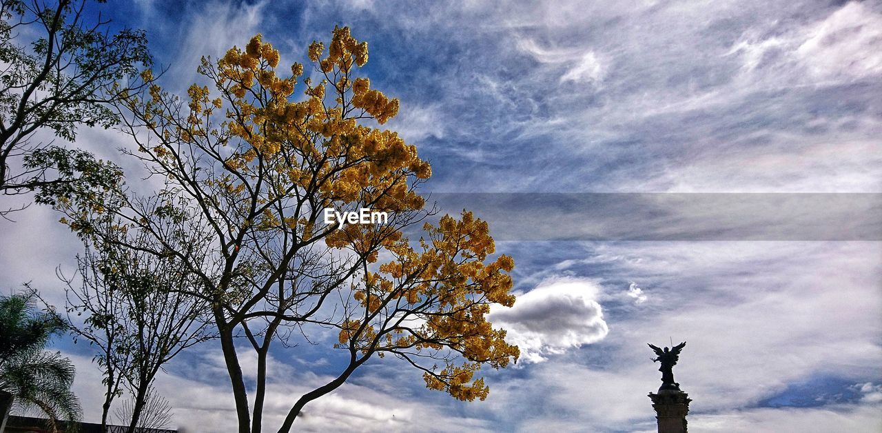 LOW-ANGLE VIEW OF TREE AGAINST SKY