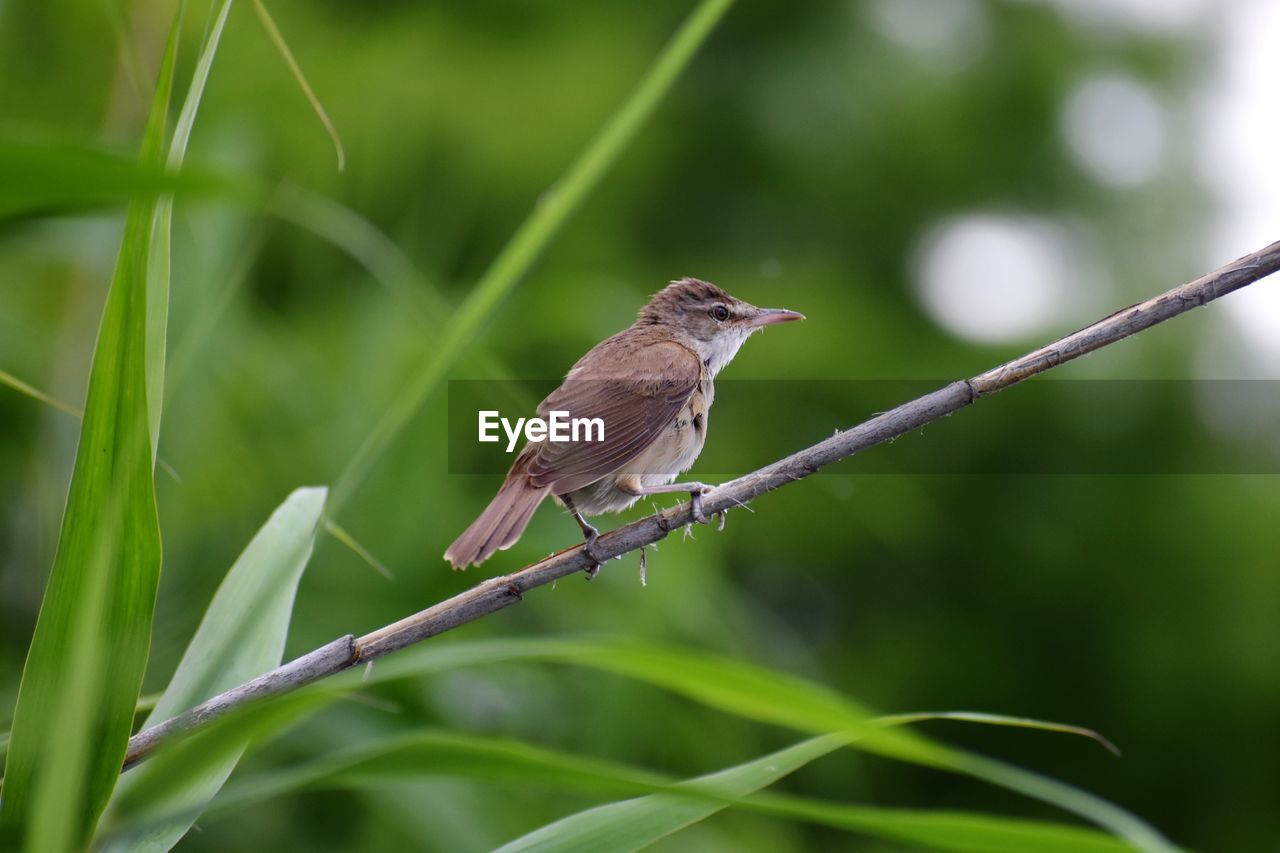 Close-up of bird perching on plant