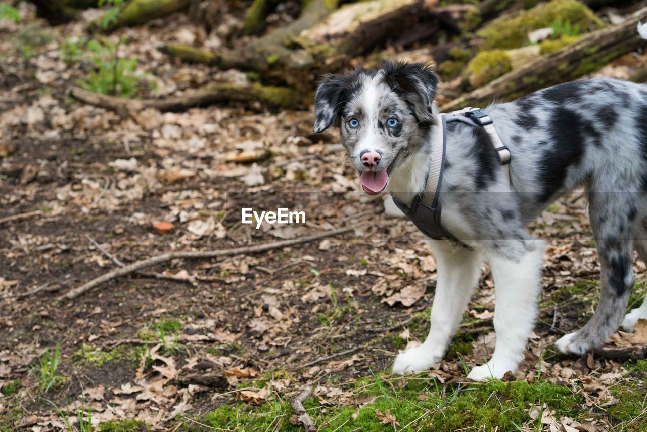 PORTRAIT OF DOG STANDING BY LAND