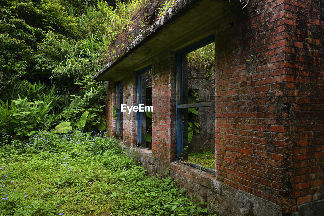 PLANTS GROWING ON ABANDONED BUILDING